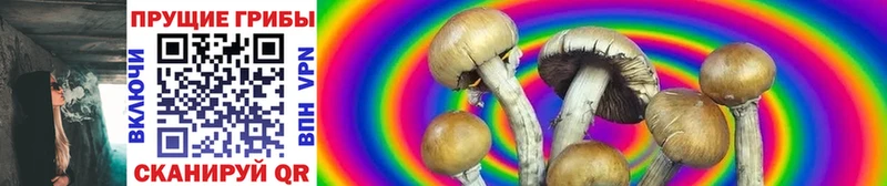 цены   Кизел  Псилоцибиновые грибы Cubensis 